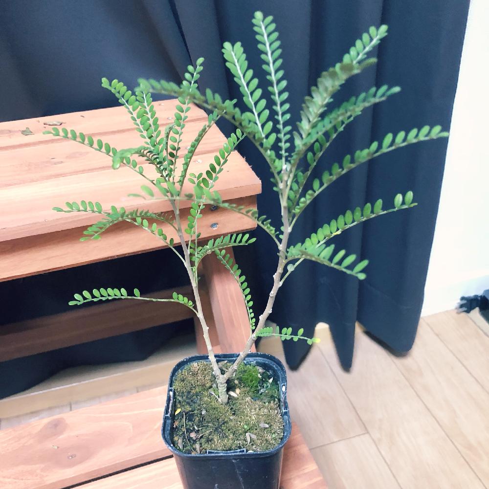 部屋の画像 by Koさん | 部屋とソフォラ・ドラゴンズゴールドと観葉植物と苔 (コケ)とマイコレクションと植欲旺盛と植中毒とちっちゃくて可愛いとかわいいな♡
