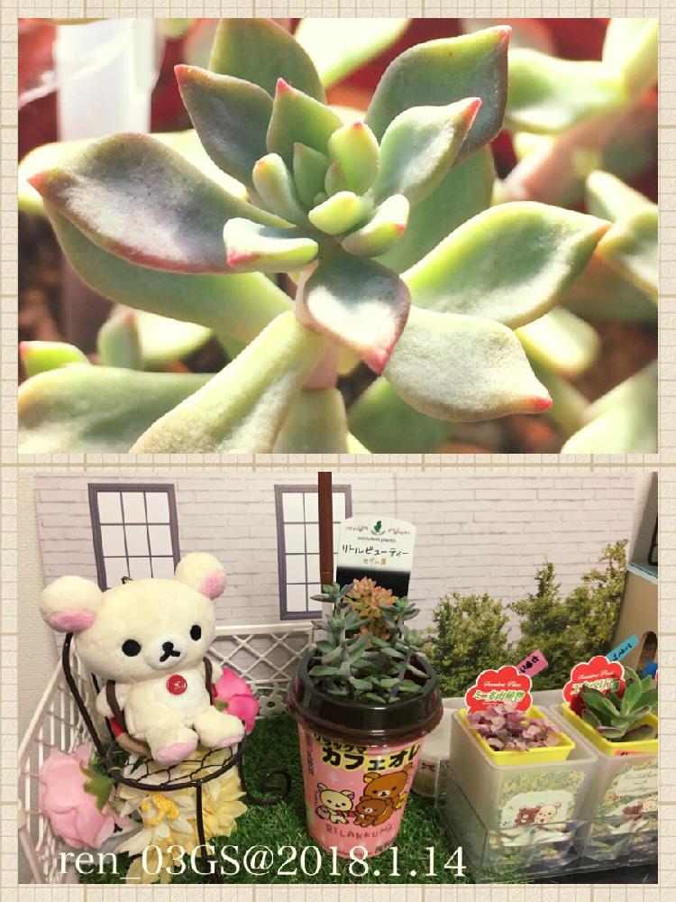 部屋の画像 by ren_03さん | 部屋とリトルビューティーと多肉植物とデコパージュとHCとリメ缶・リメ鉢とタニラー