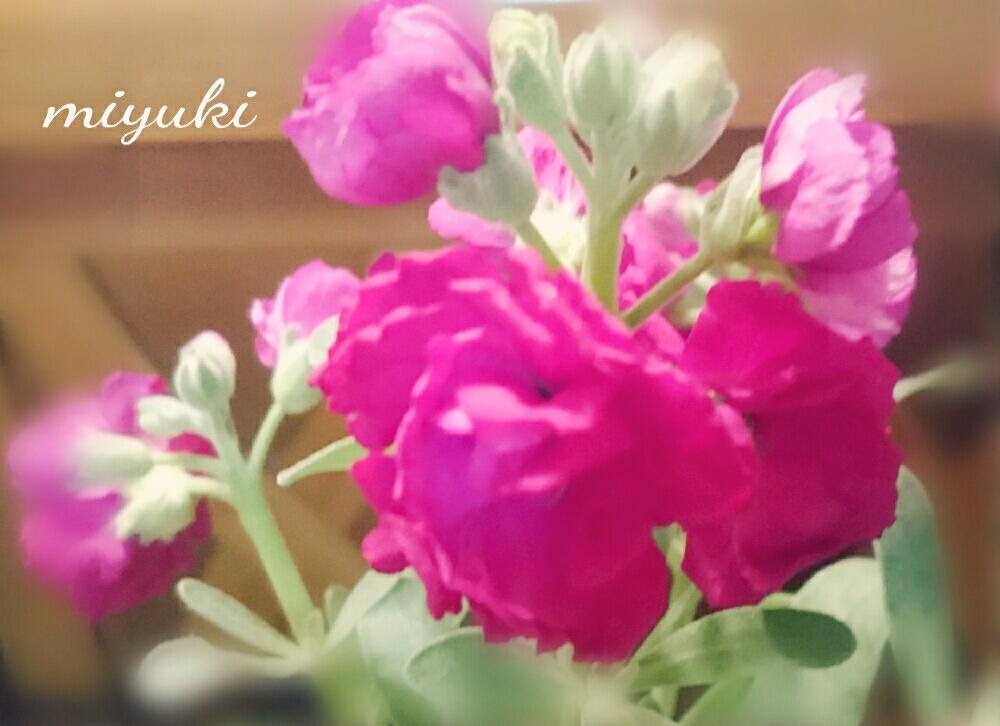 部屋の画像 by miyukiさん | 部屋
