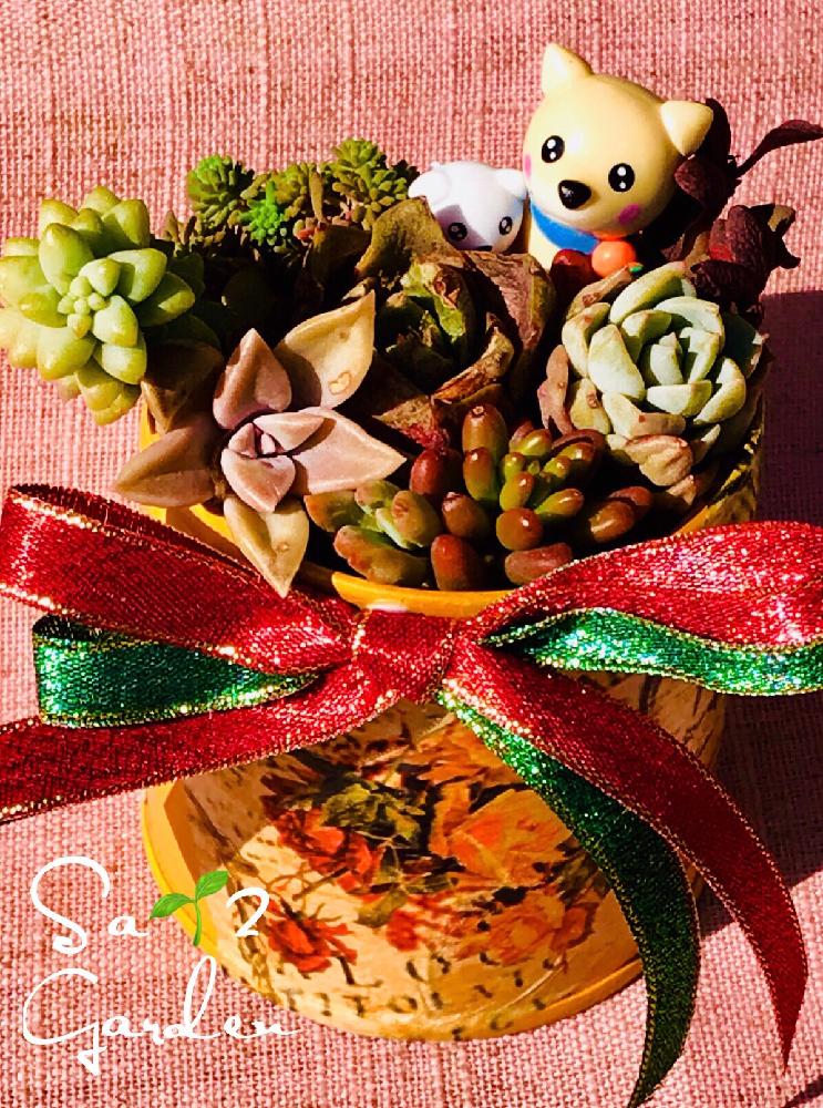 小さな庭の画像 by さいさいさん | 小さな庭と多肉植物と多肉勉強中とリメ缶と多肉大好きと寄せ植えと寒さ対策と植中毒と今日の一枚と鉢減らし作戦遂行中とタニラーとまだまだ初心者と多肉初心者