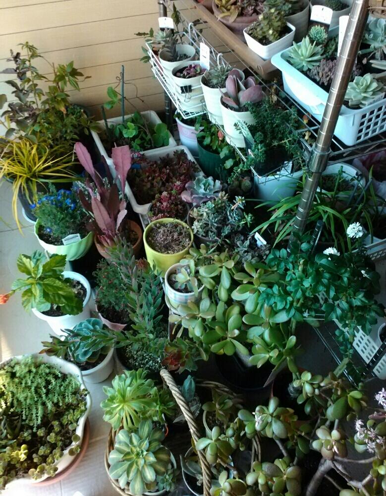部屋の画像 by めいさん | 部屋と冬の花と多肉植物