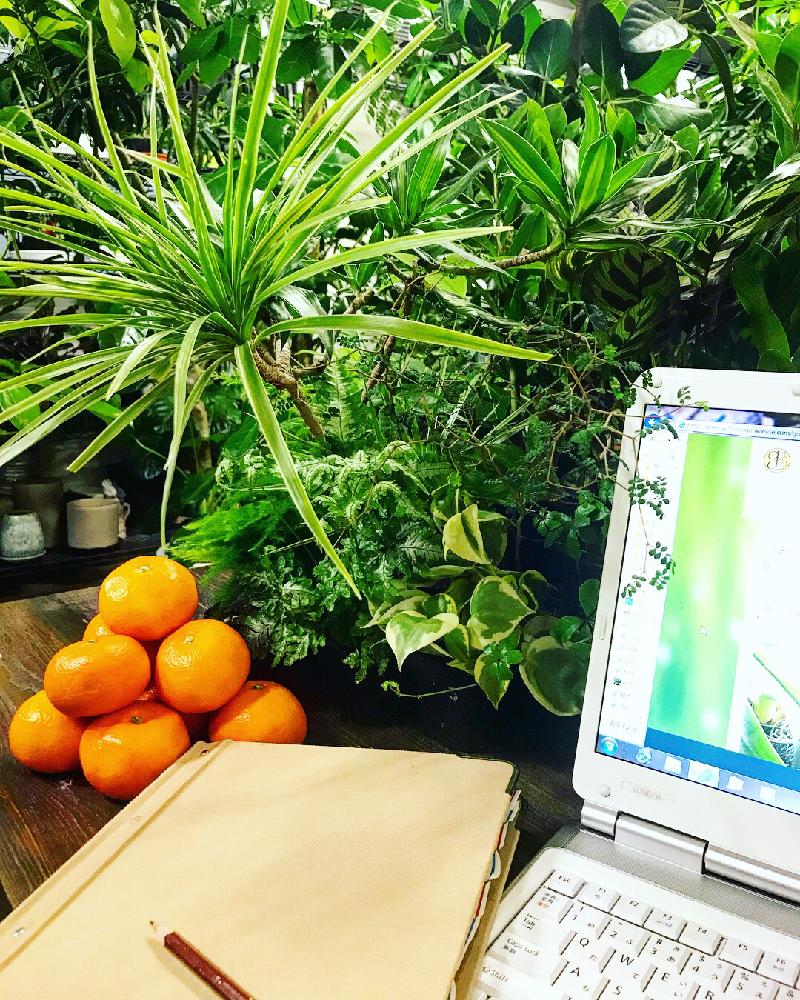 インテリアの画像 by グリーン ワークス・ボガさん | インテリアと観葉植物を楽しむとインドアグリーンと観葉植物とグリーンのある暮らしと植中毒と今日の一枚と緑のある暮らしと部屋の全景とGreen Works 懋芽と観葉植物専門店と観葉植物京都
