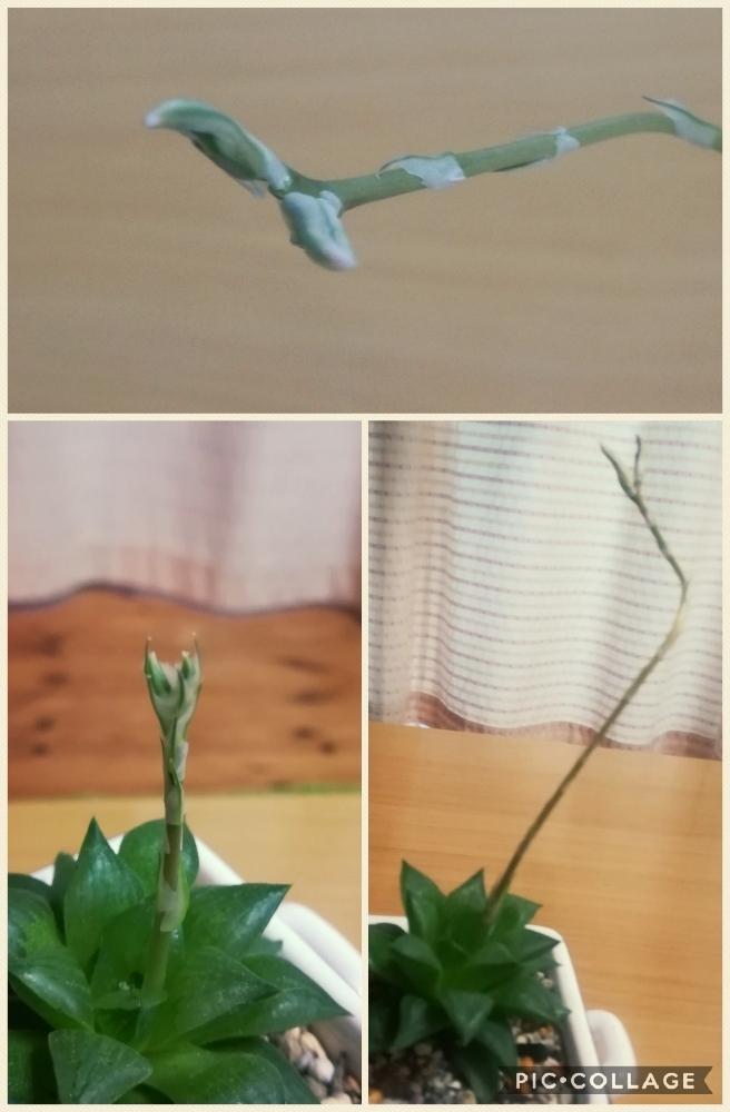 窓辺の画像 by nanoさん | 窓辺と多肉植物と冬はちょい日陰とつぼみと植中毒と屋内と花咲くかなとタニラーと可愛いと花のある暮らしと薄日と寒い