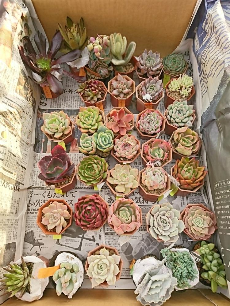 バルコニー/ベランダの画像 by ぐりーんぽっとさん | バルコニー/ベランダと多肉植物とタニパトと多肉大好きとGS映えと植中毒とタニラーと多肉寄せ植えと多肉狩りと多肉初心者とバルコニスト