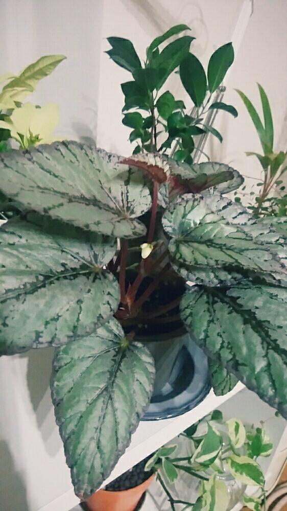 窓辺の画像 by tommy*さん | 窓辺とインドアグリーンとグリーンインテリアと好きな葉っぱと鉢植えとレックスベゴニア☘️