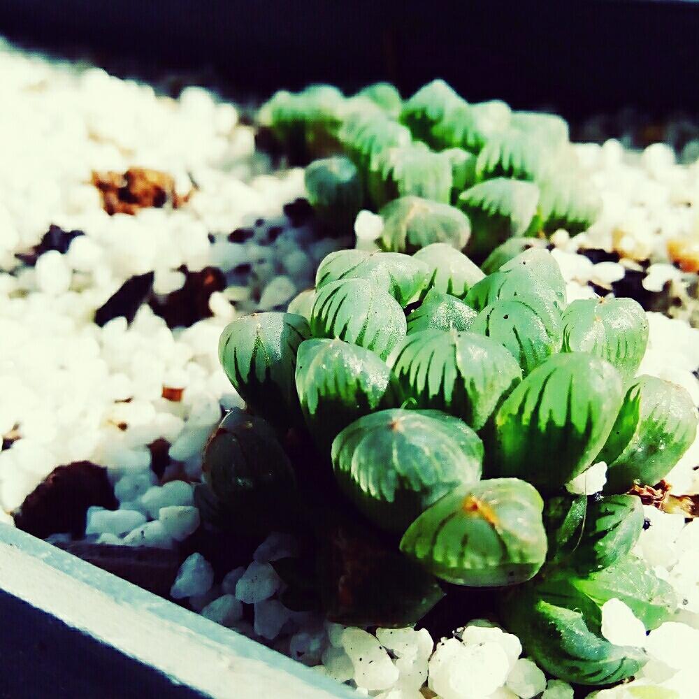 窓辺の画像 by COCOさん | 窓辺とオブツーサとハオルシアとハオルチアと多肉植物と#ハオルチアと#ハオルシア