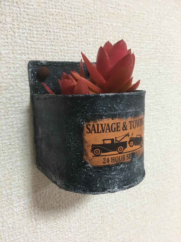 の画像 by saitokotaroさん | 多肉植物初心者と多肉植物とリメ缶と寄せ植えとリメ缶 手作りリメイク缶と植木鉢