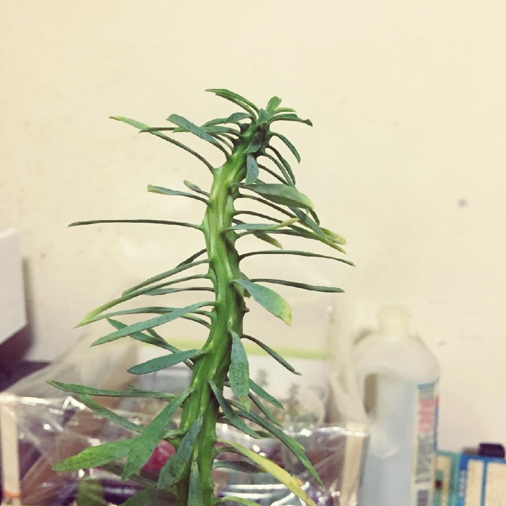 キッチンの画像 by KumaCoさん | キッチンと徒長しても可愛いと過保護と相談と多肉植物とサボテンとタニラーと謎のユーフォルビア