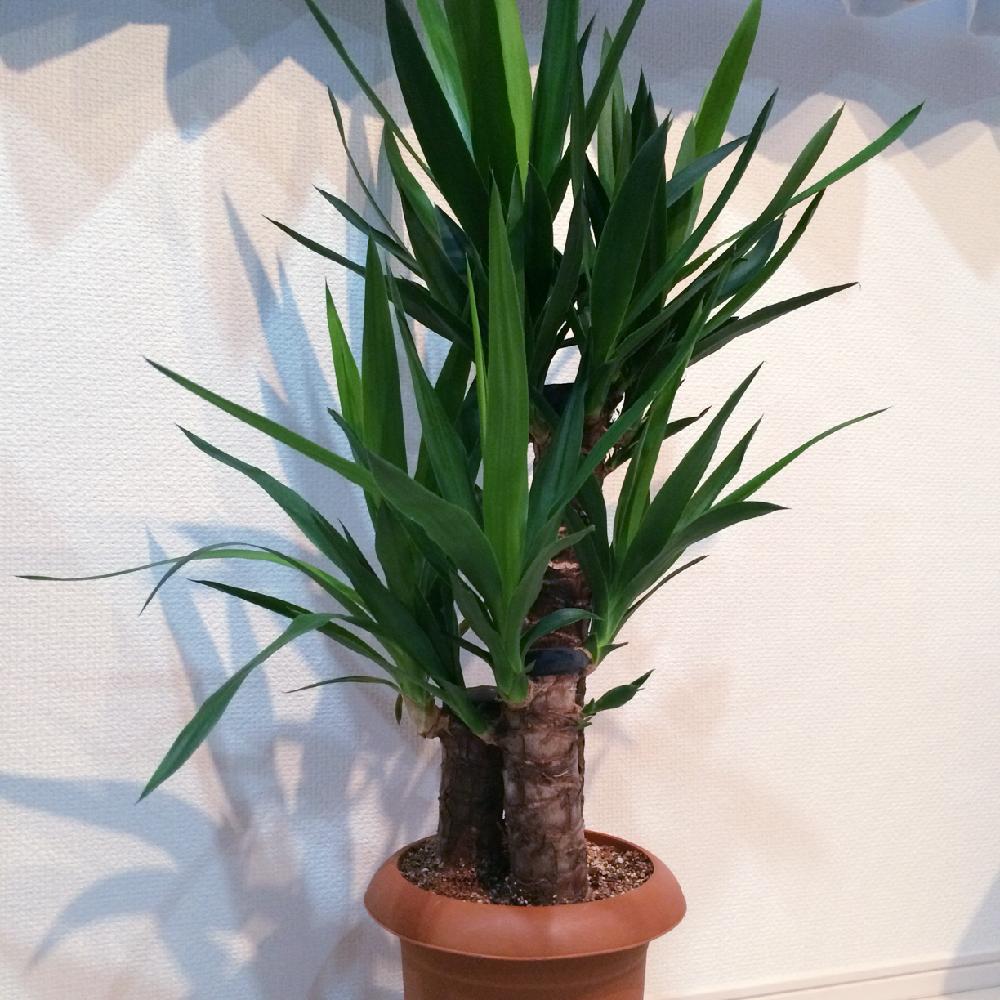 部屋の画像 by ツネマツさん | 部屋とユッカエレファンティペスとユッカとユッカ属と植中毒とユッカ エレファンティペスと多肉野郎と静岡と夫婦揃って植中毒