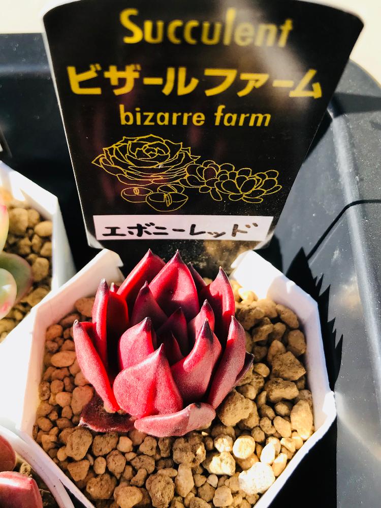 バルコニー/ベランダの画像 by くちゃぴさん | バルコニー/ベランダと植中毒とタニラーと多肉大好きとレッドエボニー☆とHTC社員No.204とHTCとHTC社員