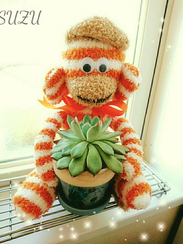 窓辺の画像 by SUZUさん | 窓辺と多肉植物と100均と今日の一枚とエケベリア属とぬいぐるみとコラボと晴天と プレリンゼとかわいい❤