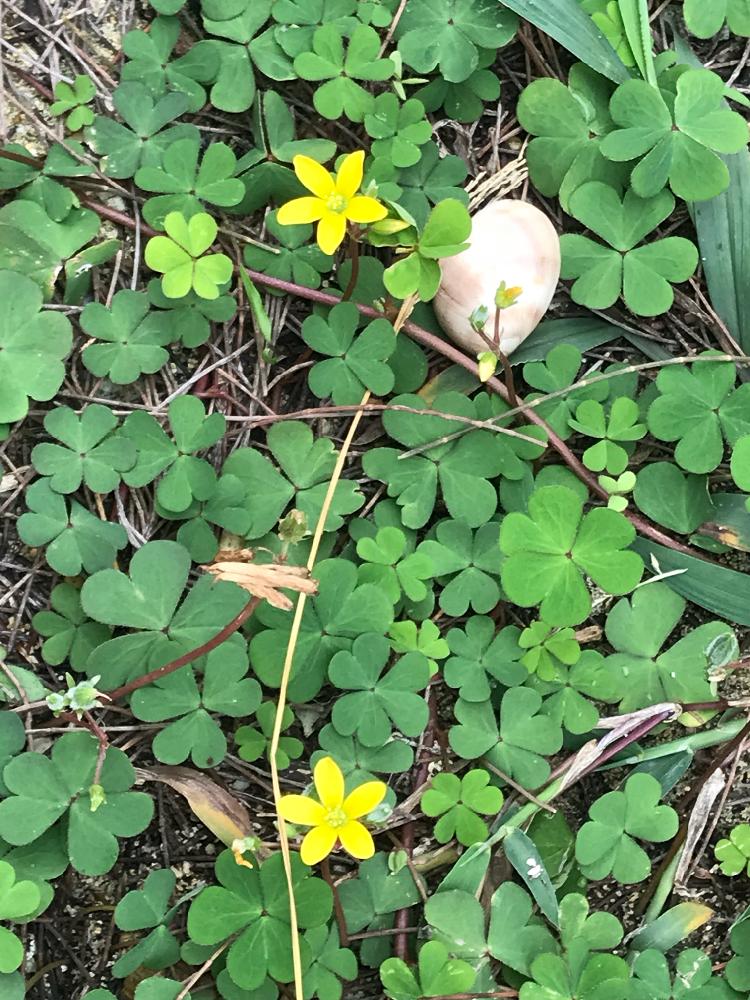 お出かけ先の画像 by ぷ〜にゃん♪さん | お出かけ先とカタバミと海沿いで見かける植物と沖縄でよく見かける植物と沖縄の海辺で見かける小さな花と沖縄の冬景色と黄色いお花大好き協会
