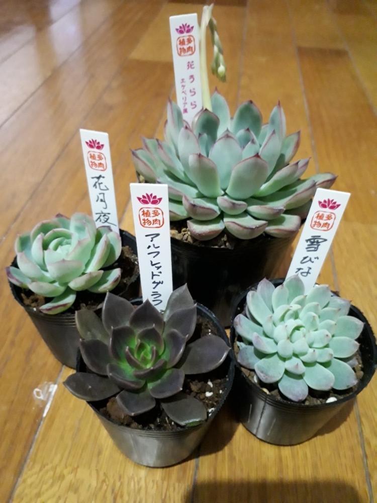 部屋の画像 by タロウさん | 部屋と植物男子とエケベリア属アルフレッドグラフとエケベリア 属 花うららと植中毒とエケベリア 花月夜とエケベリア属とタニク男子とタニラーとエケベリア 雪びな
