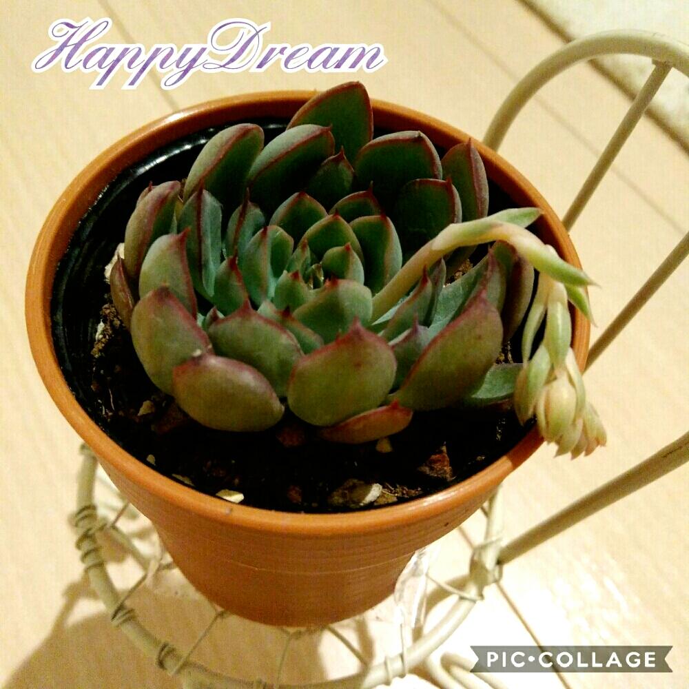 部屋の画像 by はぴどり(happy dream✨)さん | 部屋と花の薔薇とタニラーと多肉植物と多肉女子とかわいい❤