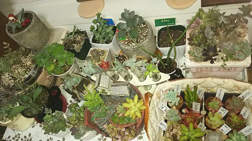 窓辺の画像 by さすけくんさん | 窓辺とセダム属と乙女心☆と多肉植物と 虹の玉と白寿楽☆と観葉植物とカット苗とブロンズ姫と星美人☆と黄麗(おうれい)と樹氷☆と寄せ植えとオーロラ☆と春萌☆とデイビッド☆と古紫☆と銘月(めいげつ)とゴーラム☆と植中毒と今日の一枚とエケベリア属と若緑☆とはなづる草とタニラーと星の王子☆と花のある暮らしと黒兎耳☆と秀麗(シュウレイ)と雅楽の舞☆と桜色カリシア