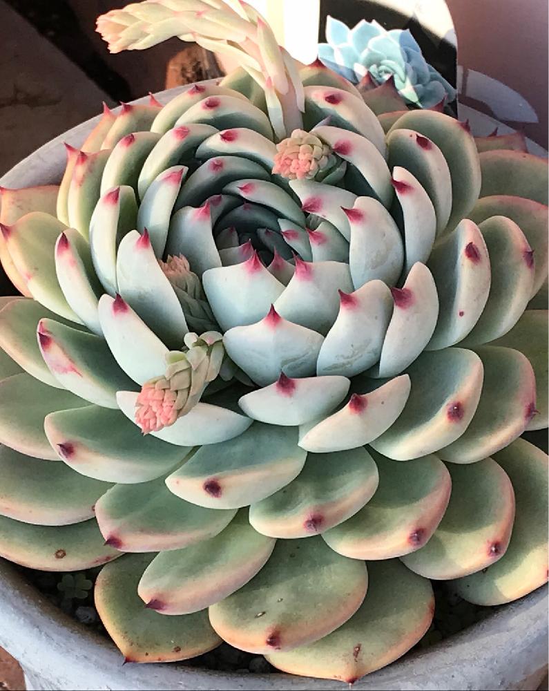 小さな庭の画像 by ニコちゃん大王さん | 小さな庭と多肉植物と我が家の多肉たちとお一人様植えとムチムチ多肉と紅葉する多肉と植中毒とエケベリア属と多肉中毒❣️とタニラーと桃シスターズとHTC社員