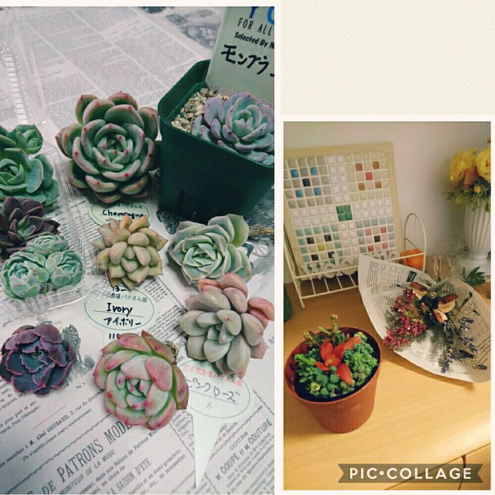 玄関の画像 by koukenさん | 玄関と三重支部と寄せ植えとお気に入り多肉とラブリーローズ♡とエケベリア属とタニラーとアイボリー。と花のある暮らしとマリア*ˊᵕˋ*と多肉初心者とモンブラン❤️