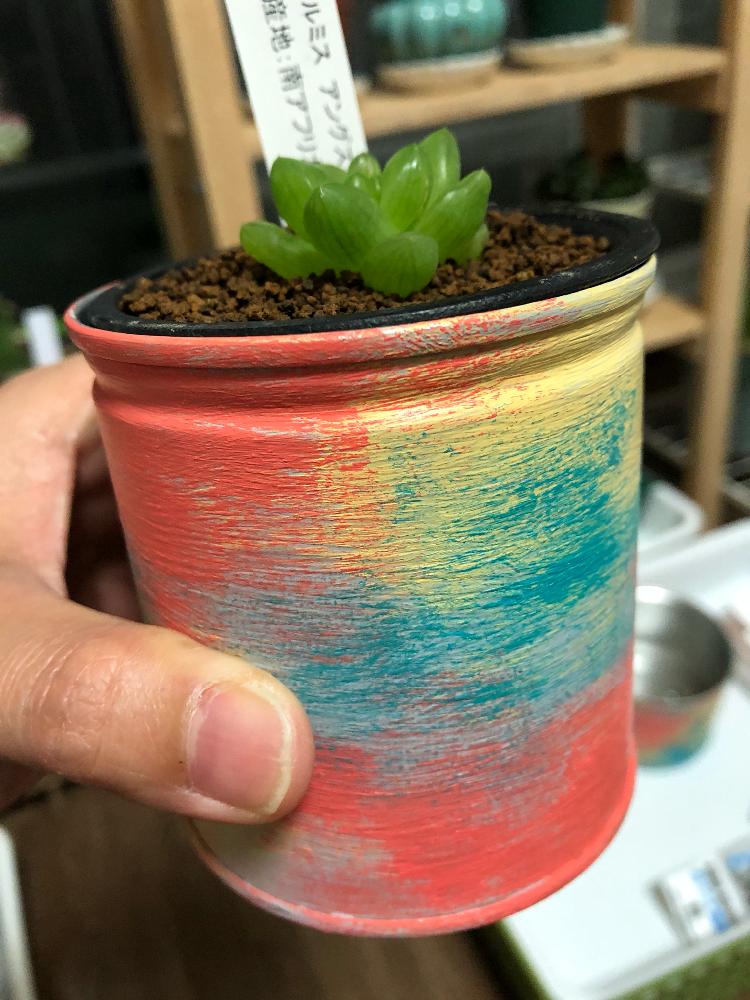 部屋の画像 by あははさん | 部屋とシンビフォルミス アングスタータと初リメ缶と創味シャンタンの缶と癒しと植中毒とタニラーとアクリル絵の具と空き缶リメイク