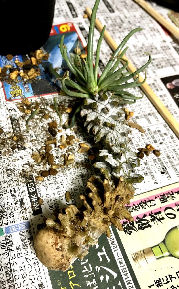 部屋の画像 by エレファンティペスさん | 部屋とチレコドンとチレコドン カカリオイデスと多肉植物と塊根と発根待ちと冬型塊根とコーデックスとCaudexと発根とカカリオイデスと植中毒と大きくな〜れ!と塊根植物とタニラーと未発根と珍奇植物と冬型植物とビザールプランツとチレコドン属と多肉多肉多肉と発根管理とバルコニスト