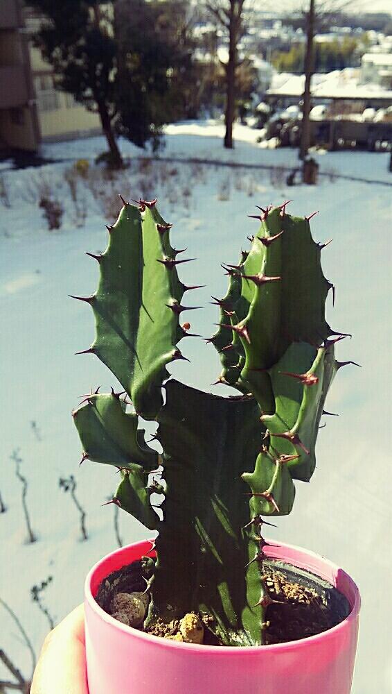 バルコニー/ベランダの画像 by ねねさん | バルコニー/ベランダと雪だぞとトゲトゲと観葉植物と植中毒とバルコニストと 大雲閣とユーフォルビア