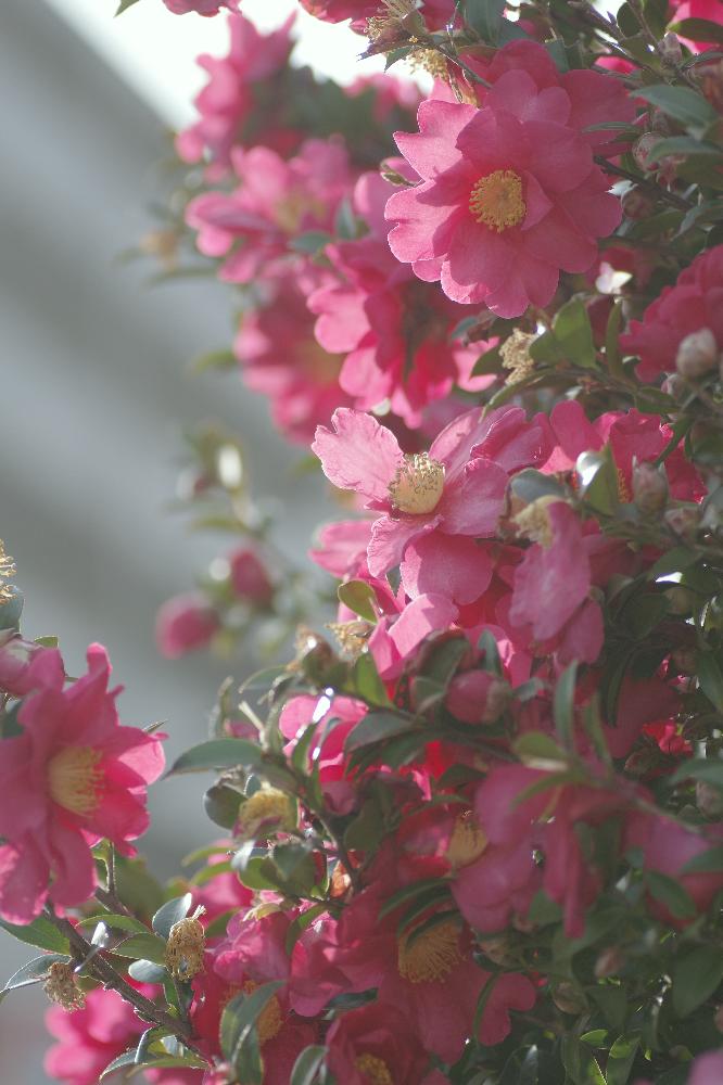 お出かけ先の画像 by **ya**さん | お出かけ先とサザンカと花のある暮らしと今日のお花と今日の一枚