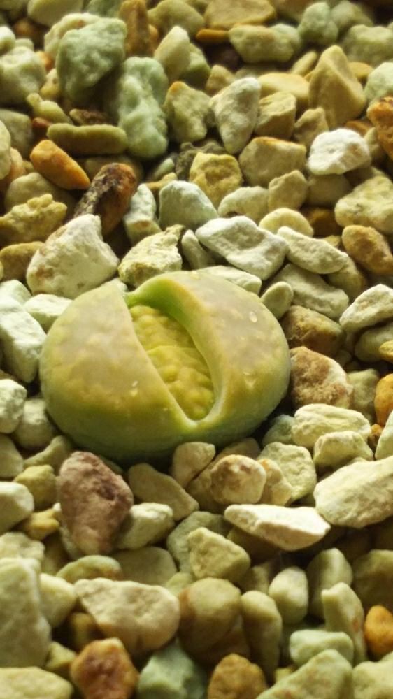 窓辺の画像 by 玉葉さん | 窓辺とC111A Green soapstoneとリトープスと窓辺 リビングと室内組と多肉植物と脱皮属と玉葉のリトっ子