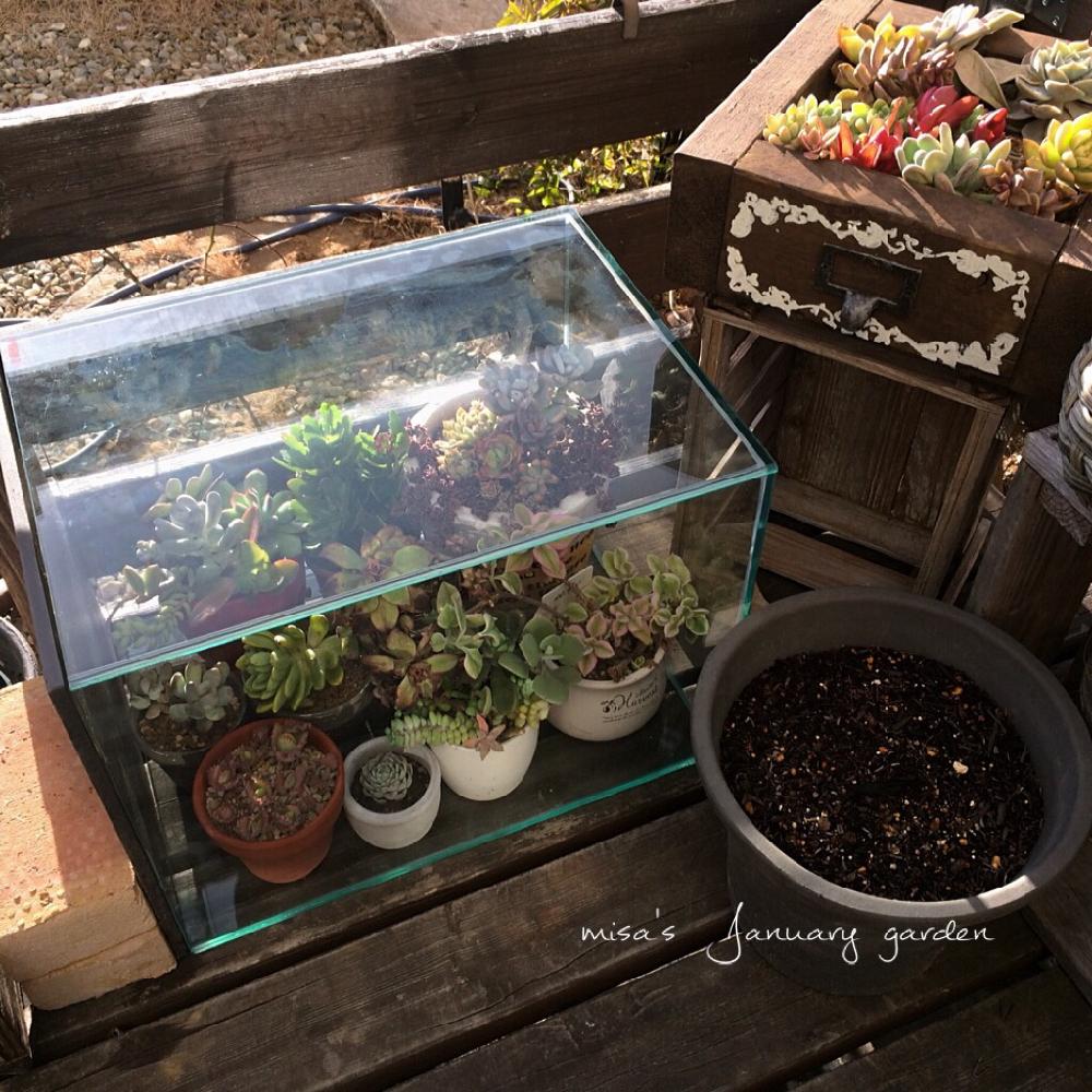 小さな庭の画像 by misaさん | 小さな庭と多肉と寒さに負けないと千葉県と植中毒と水槽と庭づくりと❤️いいね、ありがとうとタニラーとDIYとHTC No.66とガーデニングと花のある暮らしとお庭と防寒対策