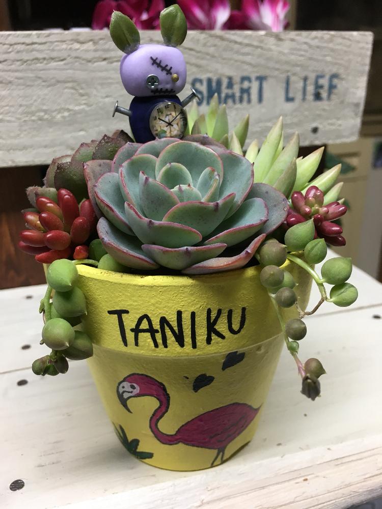 部屋の画像 by hanaさん | 部屋と静夜つづり☆とピーチスワンクリームとピーチスアンクリーム♡と植中毒