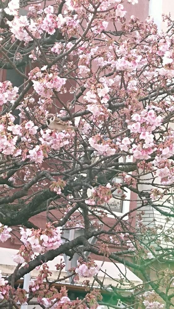 お出かけ先の画像 by yalongさん | お出かけ先とスズメとアタミザクラと桜と鳥と植中毒とさくら 桜 サクラと熱海