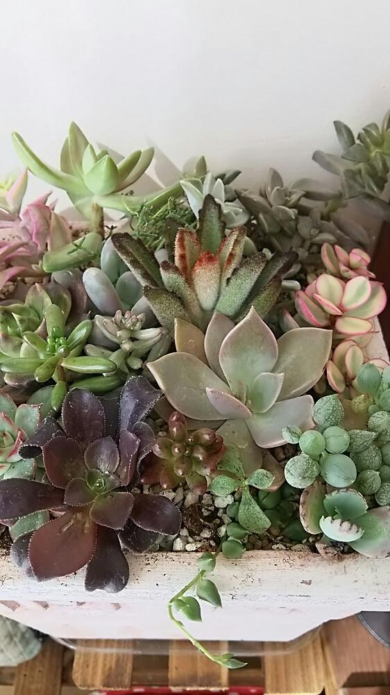 窓辺の画像 by さすけくんさん | 窓辺とセダム属と多肉植物と 虹の玉と観葉植物とカット苗とブロンズ姫と樹氷☆と寄せ植えとオーロラ☆と春萌☆と古紫☆と銘月(めいげつ)と今日の一枚とはなづる草と黒法師☆と黒兎耳☆と秀麗(シュウレイ)と雅楽の舞☆