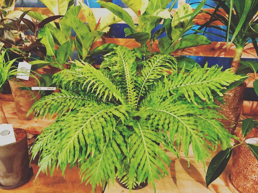 インテリアの画像 by Flower Villageさん | インテリアと多肉植物と コウモリラン と観葉植物とエアープランツ☆と園芸店とお誘いと鷺沼と植中毒とブレクナム属とタニラーとガーデニングと花のある暮らしと農園とビカクシダ属とお花屋さんとインテリアグリーンとエアープランツ/チランジア