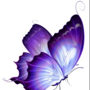 purple butterfly♪