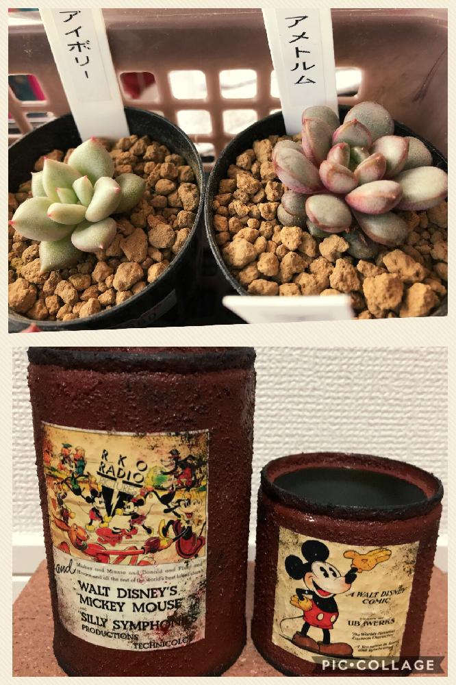小さな庭の画像 by あいさん | 小さな庭と多肉植物とリメ缶と多肉は癒しとアイボリー。と可愛いと アメトルム