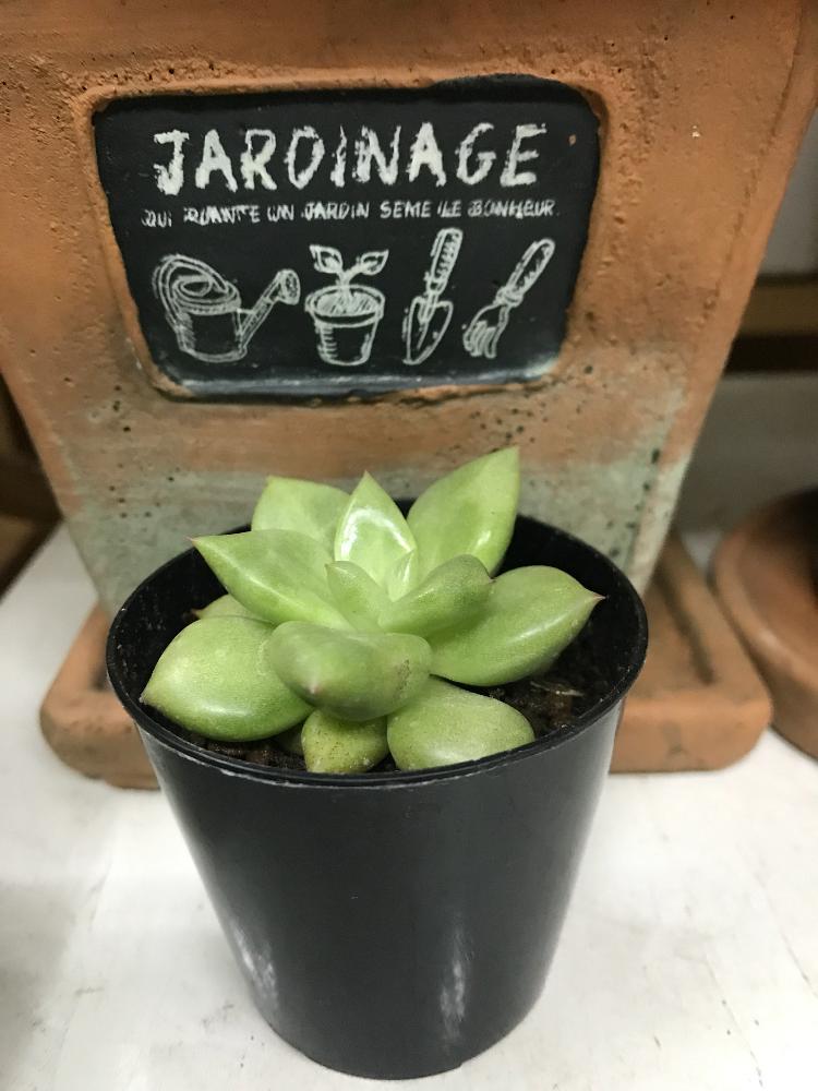 の画像 by ともキングさん | ケペルとアイボリー。と多肉植物