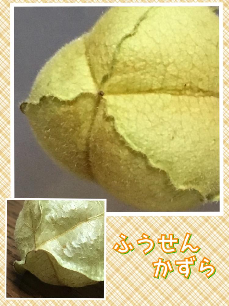 小さな庭の画像 by ノンビリーナさん | 小さな庭とフウセンカズラとフウセンカズラの種