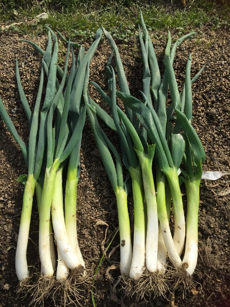 畑の画像 by K saienさん | 畑とお野菜とネギ 栽培と家庭菜園と旬の野菜と自家製野菜