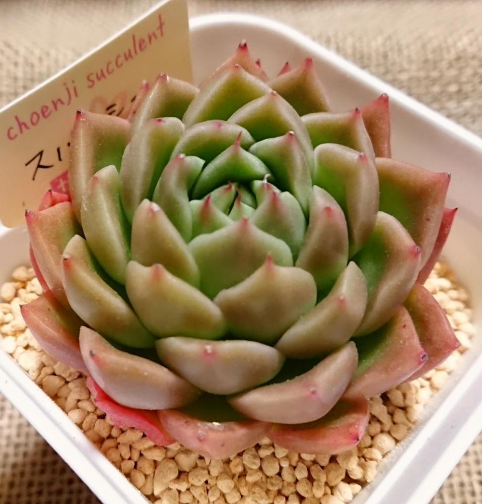 部屋の画像 by のじこさん | 部屋とスパイシーとおひとり様♡と今日の一枚とエケベリア属とピンクの爪と韓国苗とかわいいな♡