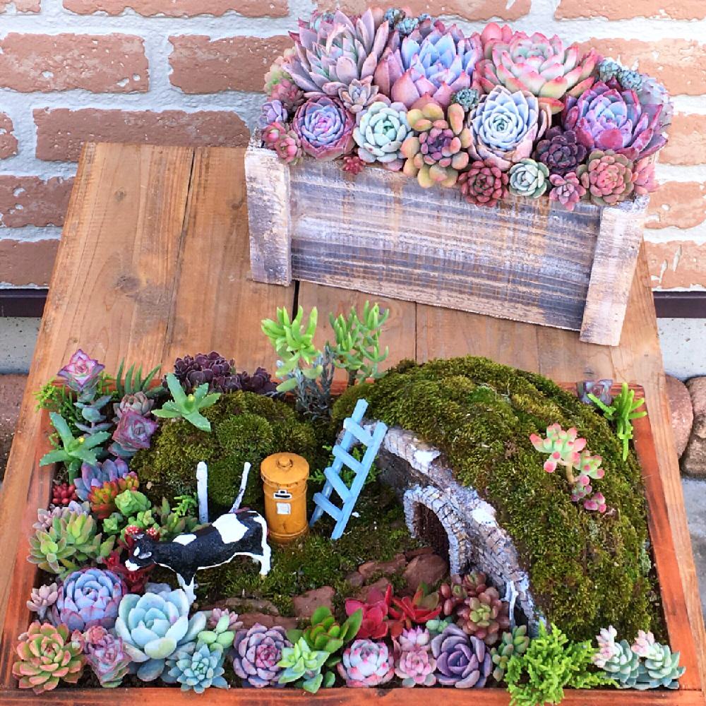 バルコニー/ベランダの画像 by meguchiさん | バルコニー/ベランダと多肉植物 寄せ植えと多肉植物と多肉箱庭とピンク!ピンク!ピンク!と寄せ植えと紅葉する多肉とGS映えと農ランドと多肉植物寄せ植えと多肉植物のある暮らしと植中毒とぷりぷり多肉とピンクとエケベリア女子と上昇するエンゲイ係数とエケベリア属と紅葉多肉とタニラーと韓国苗と多肉植物 エケベリアとバルコニスト