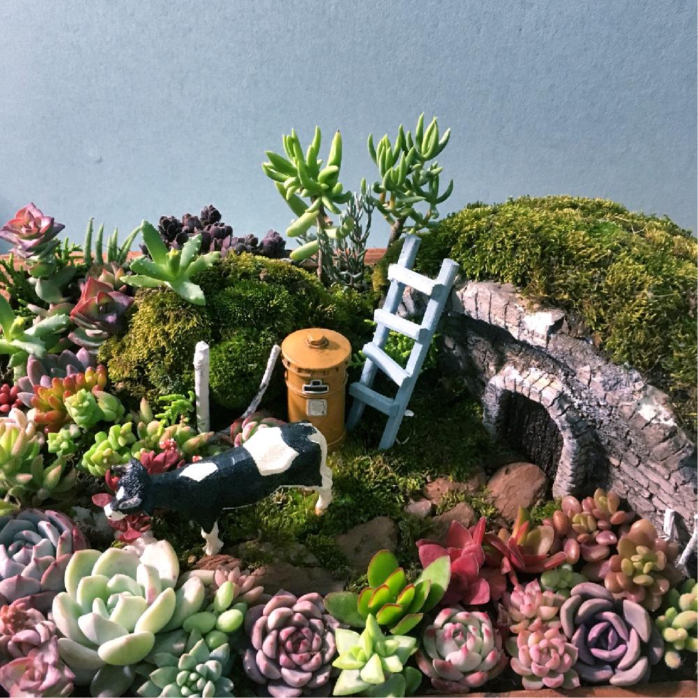 インテリアの画像 by meguchiさん | インテリアと多肉植物 寄せ植えと多肉植物と千葉県と多肉箱庭とピンク!ピンク!ピンク!と寄せ植えと紅葉する多肉とGS映えと農ランドと多肉植物寄せ植えと多肉植物のある暮らしと植中毒とぷりぷり多肉とエケベリア女子と上昇するエンゲイ係数とエケベリア属と紅葉多肉とタニラーと韓国苗と多肉植物 エケベリアとバルコニスト