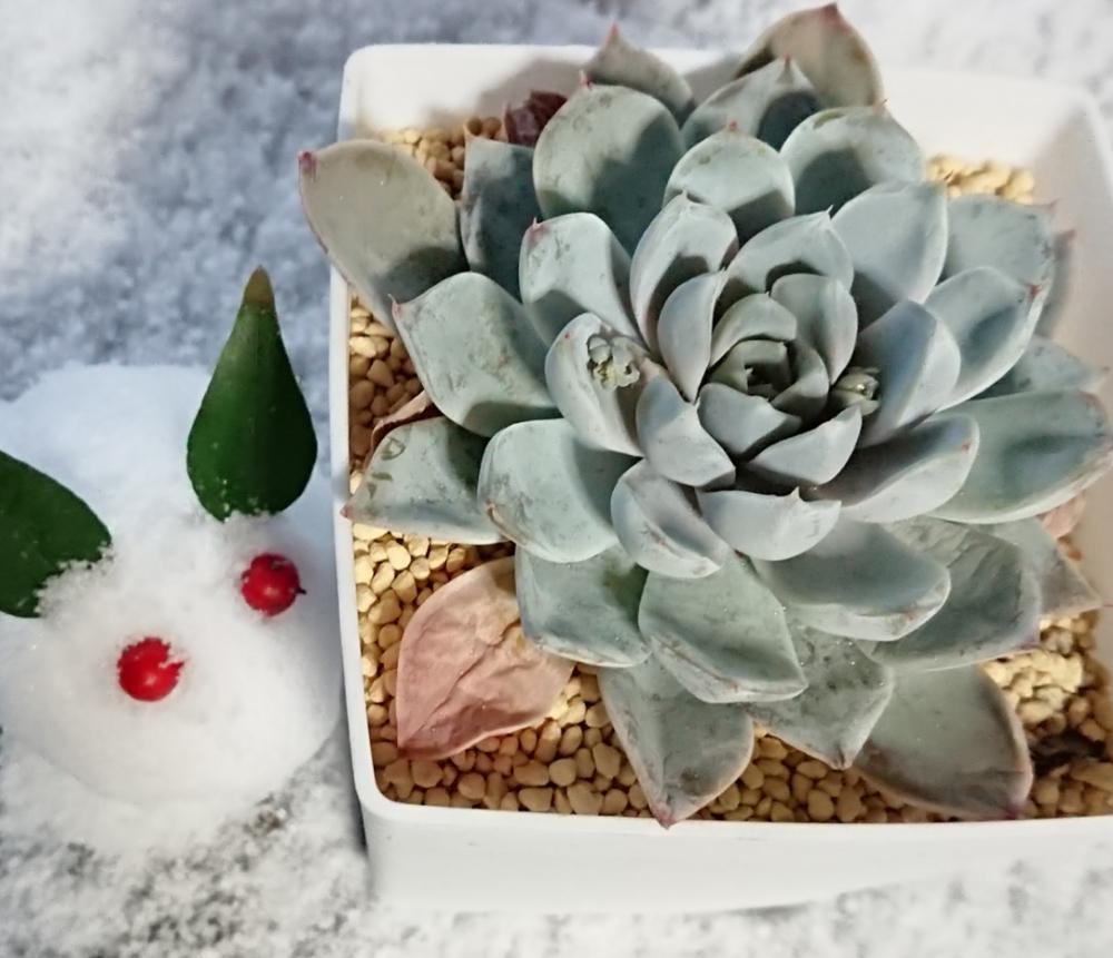 バルコニー/ベランダの画像 by のじこさん | バルコニー/ベランダとスノーバニーと雪うさぎ。と多肉植物と今日の一枚とおひとり様♡