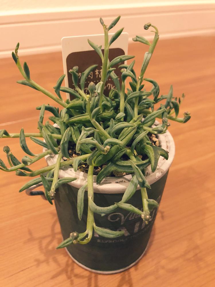 の画像 by kanaさん | ドルフィンネックレスと多肉植物とセメント鉢と室内組とgs初心者とGS映えと植中毒とタニラーとホームセンターとタニク初心者と多肉初心者