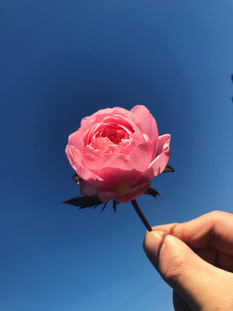小さな庭の画像 by ななちちさん | 小さな庭と薔薇愛同盟と薔薇に魅せられてとGS映えと植中毒とイングリッシュ・ローズと薔薇を楽しむとガーデニングと花のある暮らしと薔薇♪とばら 薔薇 バラとロザリアンと『ワンハンド』コンテストと2018薔薇