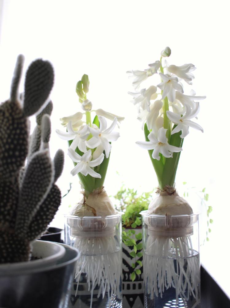 窓辺の画像 by Kaneyukiさん | 窓辺とヒヤシンスと『白色植物』コンテストと水栽培と水耕栽培とヒヤシンスの水耕栽培とグラスと茶こしと白い花