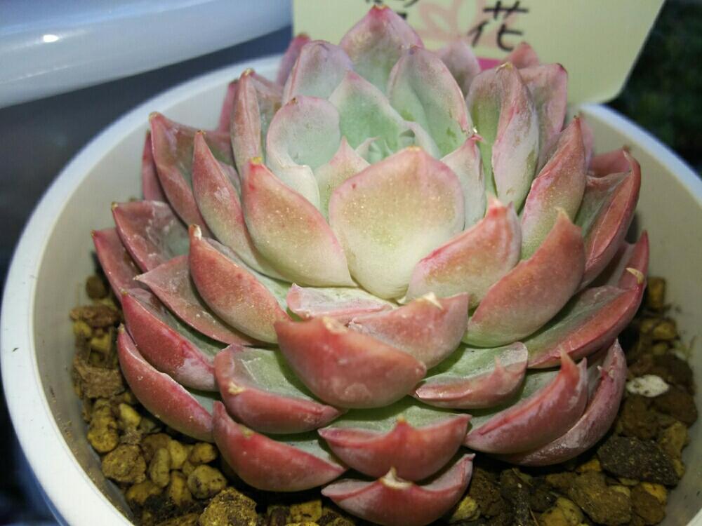 バルコニー/ベランダの画像 by Succulent so cute ♥さん | バルコニー/ベランダと雪花と多肉植物とスマホ撮影とGS Lifeとcute ♥ 雪花とボタニカルライフとso cute garden ♥と葉っぱのある暮らしと葉っぱとチーム大阪とGS映えと多肉植物のある暮らしとno green no lifeとenjoy botanical life ♥とおきにいりとsucculent so cute ♥とGS影響ときれい~✴とエケベリア属とおすすめ多肉ちゃん♥とチームグリーンとガーデニングと多肉生活とgreenとピンク色の多肉ちゃんとベンケイソウ科とお気に入り♥とかわいいな♡とSucculent Lifeと加工なしとかわいい多肉ちゃんとGS萌え~✴とenjoy succulent life ♥と多肉初心者と多肉コレクション♥とsucculent plantsと葉っぱlove♥とGSタイムと葉っぱの裏側きれいとsucculentとsucculent love ♥