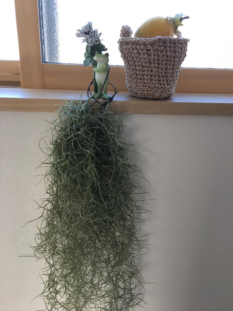 の画像 by 辛子さん | ウスネオイデスと『もじゃもじゃ植物』コンテストとコポーともりもり多肉とわが家の多肉スペースと今日の一枚と今日のお花とカエル