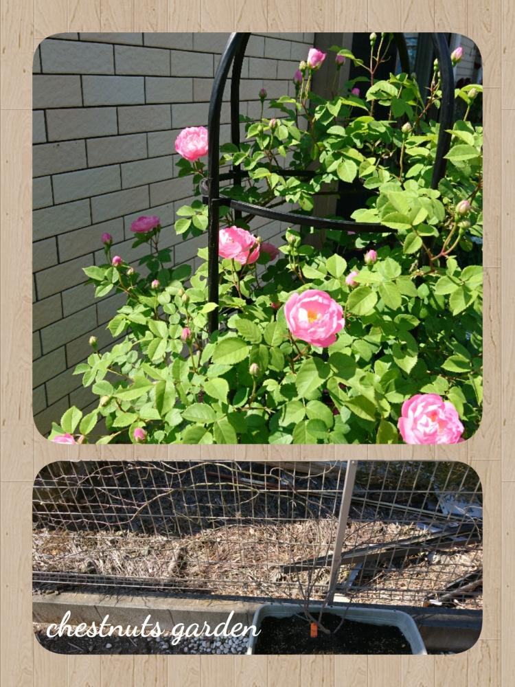 小さな庭の画像 by chestnuts gardenさん | 小さな庭とローブリッターとno green no lifeと植中毒とつるバラ誘引と❤️いいね、ありがとうとバラが好き