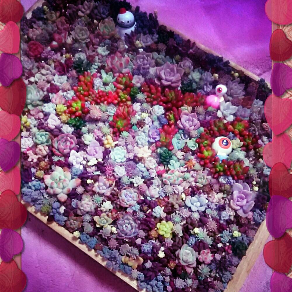 寝室の画像 by nanaさん | 寝室とHTC一周年記念と多肉植物寄せ植えと植中毒と今日の一枚とかわいいと目玉オヤジ集合とかわいいな♡と多肉寄せ植えとちまちま寄せとHTC