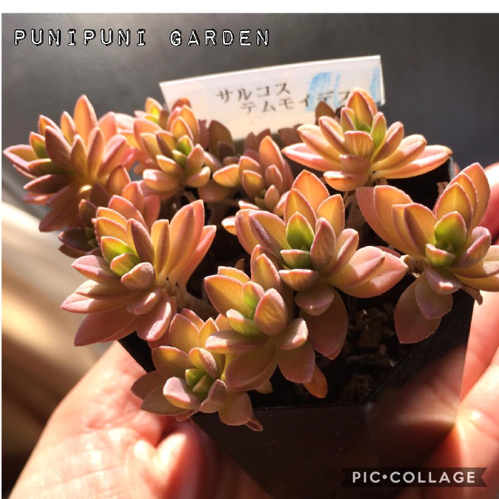 部屋の画像 by ぶにゃりさん | 部屋と多肉植物と植中毒とタニラーと花のある暮らしとサルコステムモイデス(^ω^)と『ワンハンド』コンテストと多肉初心者