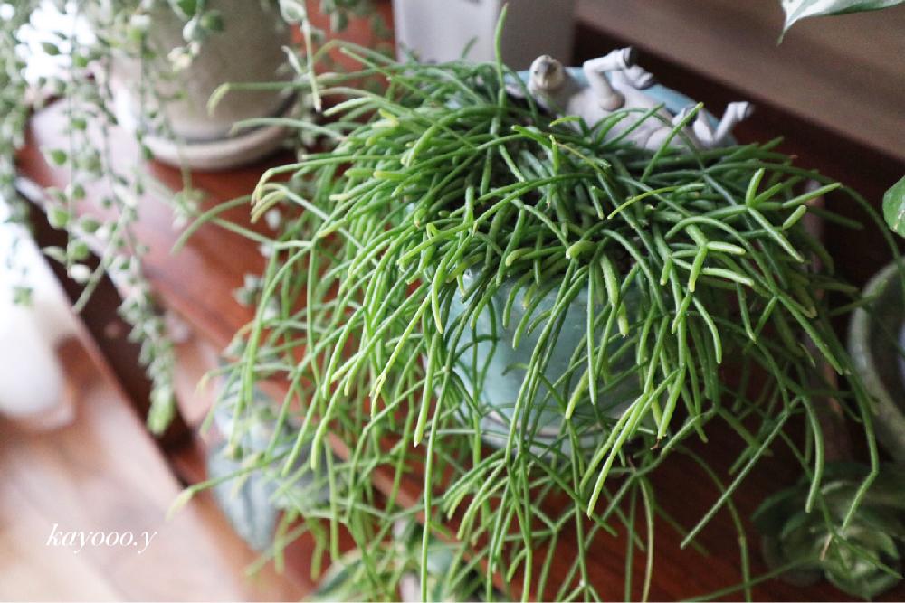 部屋の画像 by kayooo.yさん | 部屋とリプサリスとマイ・コレクションと『もじゃもじゃ植物』コンテストと植中毒と今日の一枚と自己流とCanon EOS M100とミラーレス一眼と成長記録とナチュラルスタイル