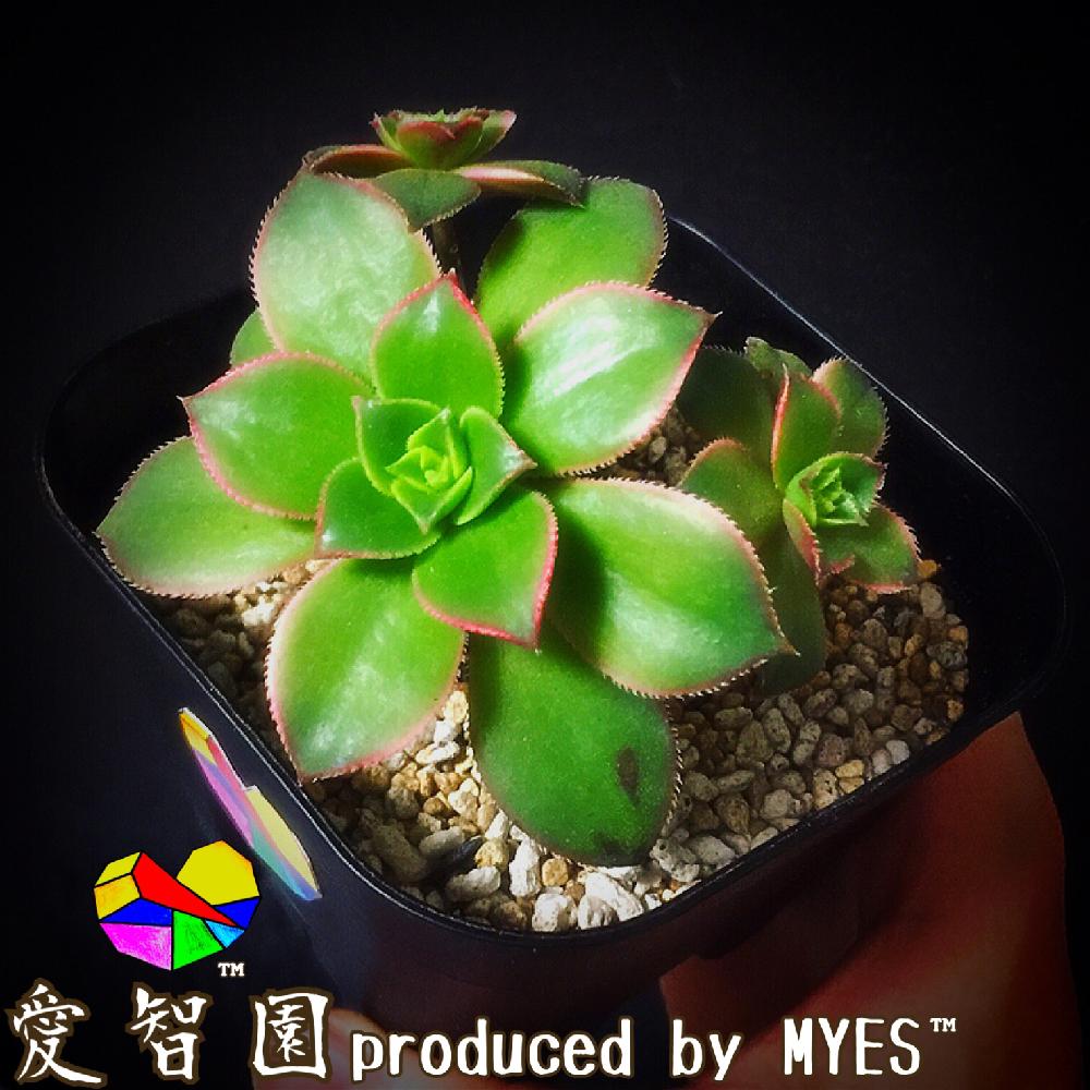 テラスの画像 by 愛智園 produced by MYES™️さん | テラスと夕映えと愛智園と多肉植物とカッコいいと男前植物とボタニカルライフとオシャレと多肉ちゃんとアエオニウム属と直射日光と植中毒と綺麗と多肉植物とサボテンとタニラーと花のある暮らしと個性的と冬型植物とアウトドアリビングとMYES™️と男前とバルコニスト